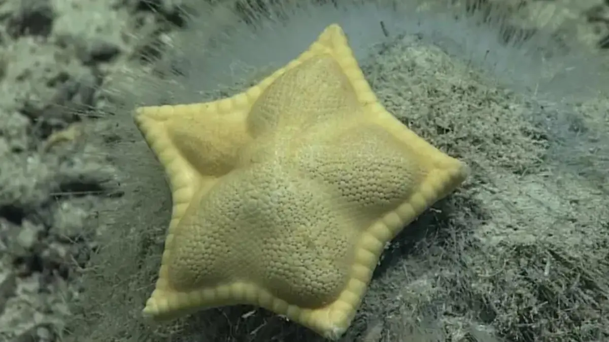 Seestern sieht aus wie Ravioli