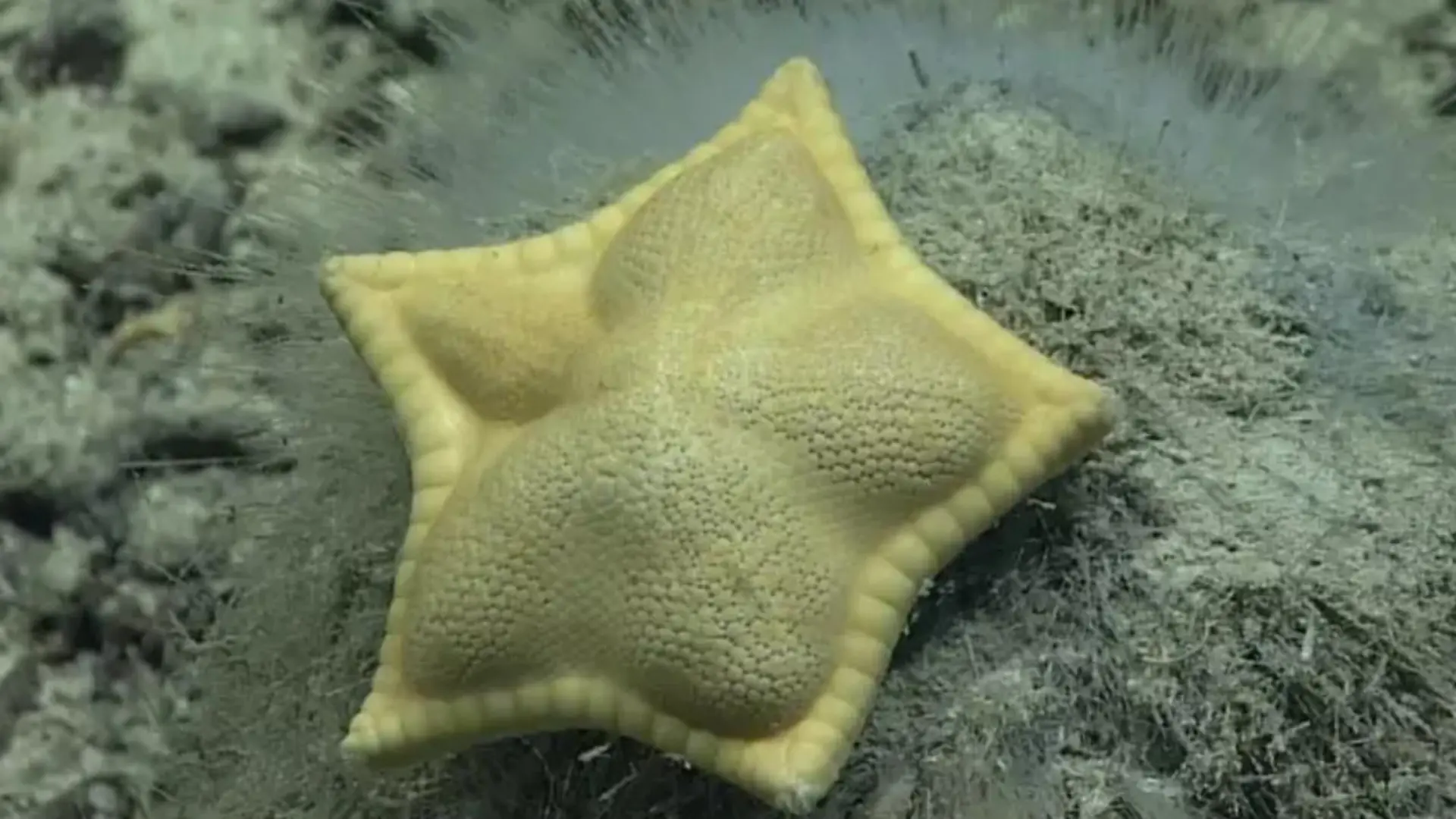 Seestern sieht aus wie Ravioli