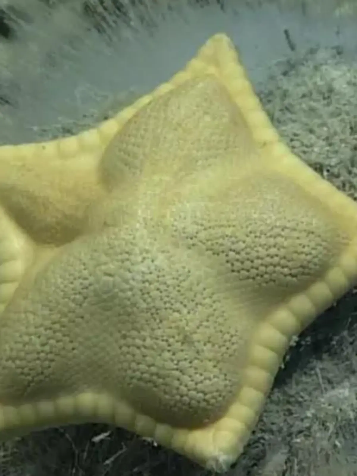 Seestern sieht aus wie Ravioli