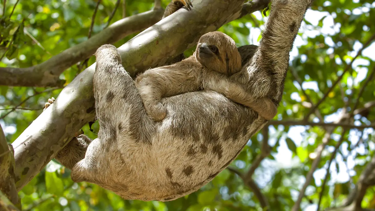 Faultier mit Baby im Baum