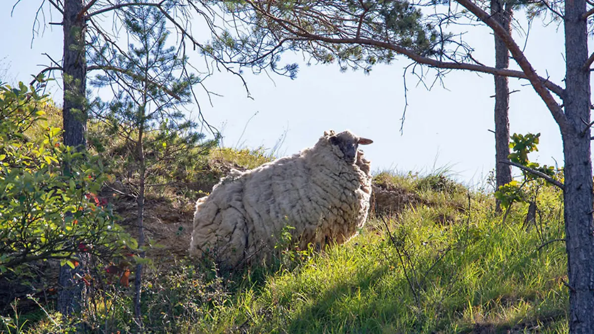 Entlaufenes Jonastal-Schaf Maggie seit Jahren nicht geschoren - Experte meint, das Tier müsse dringend eingefangen werden
