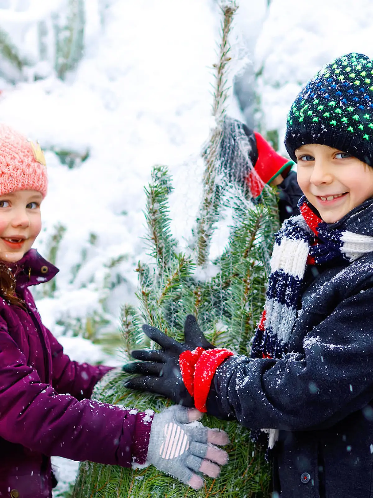 Beim Weihnachtsbaumkauf sollten Sie auf Nachhaltigkeit schauen