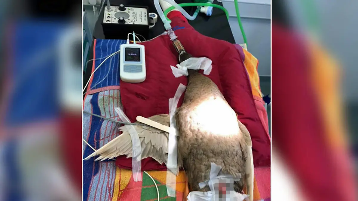 Zu viel Sex: Enten-Männchen Dave muss der Penis amputiert werden