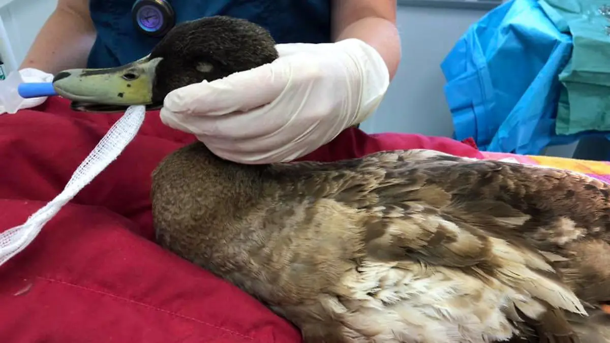 Zu viel Sex: Enten-Männchen Dave muss der Penis amputiert werden