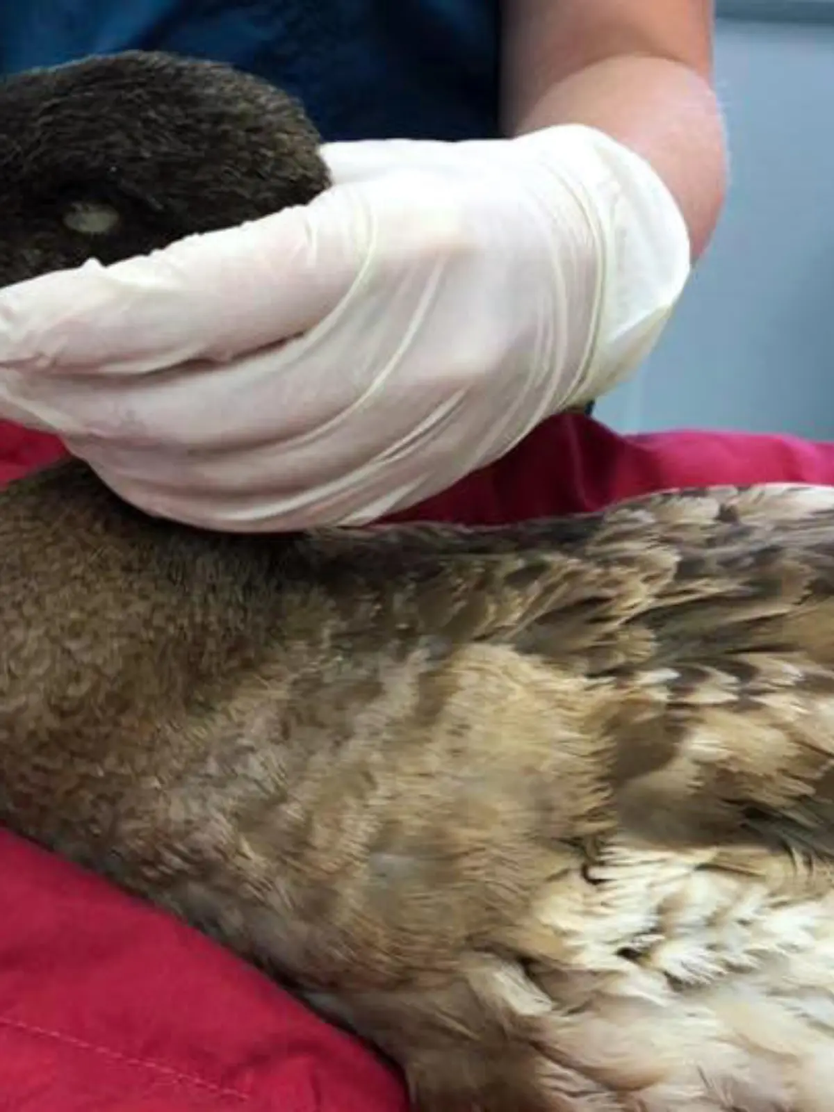 Zu viel Sex: Enten-Männchen Dave muss der Penis amputiert werden