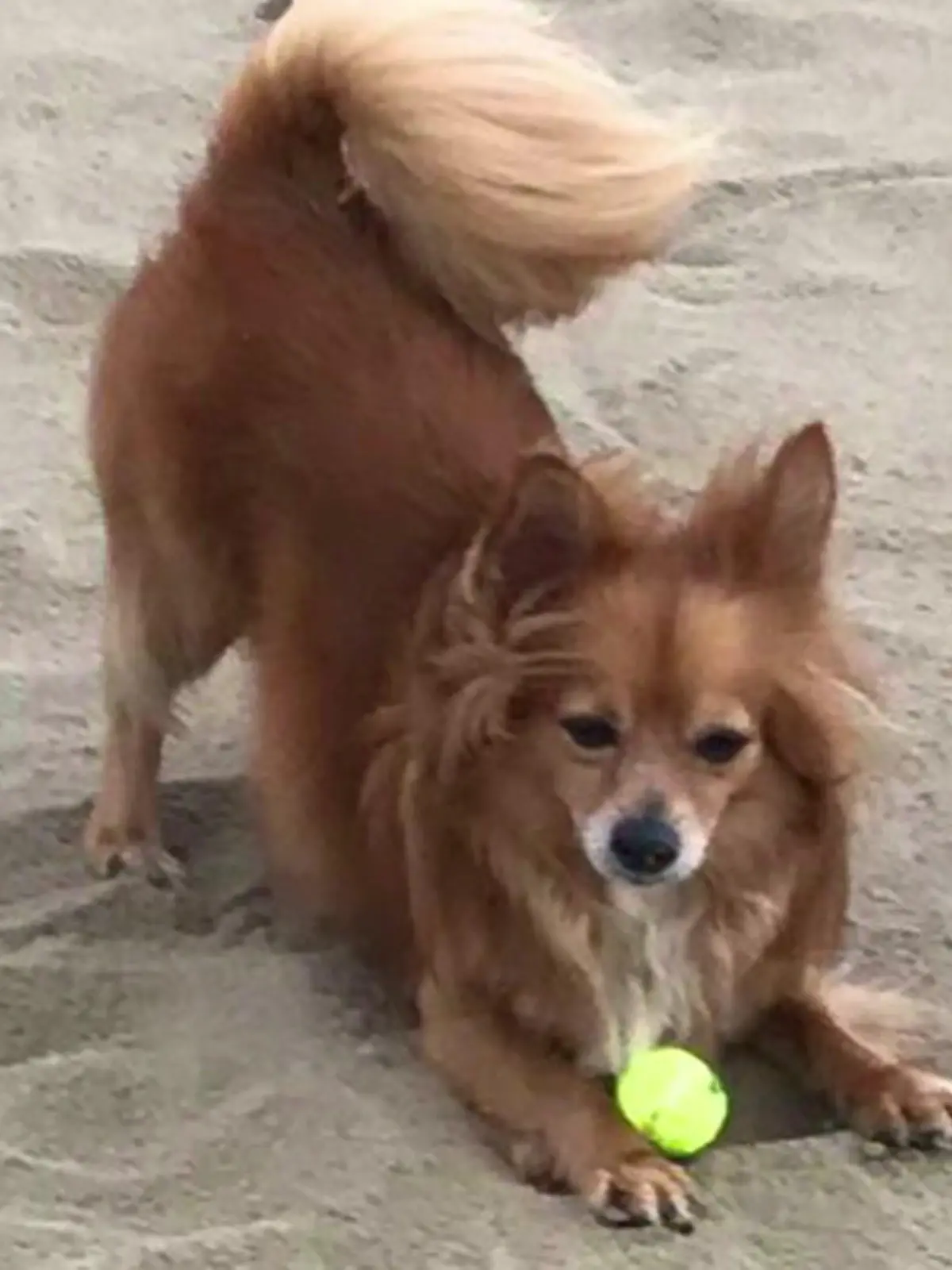 Bild zu: "Hund auf der Straße totgebissen"