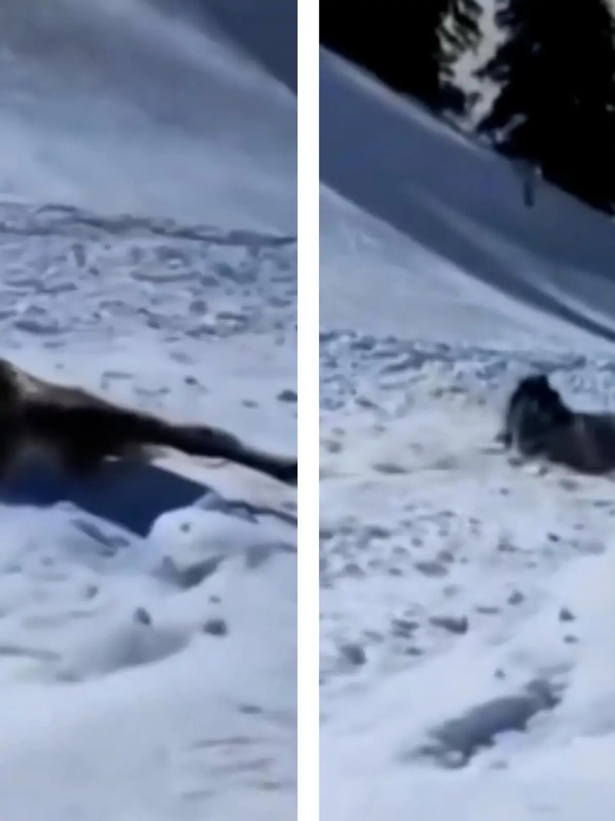 Dieses Pferd war mit seinem Besitzer in den Bergen von Kaschmir in Indien unterwegs. In dem verschneitem Gebiert löst sich plötzlich eine Mini-Lawine. Pferd und Besitzer werden von den Schneemassen mitgerissen. Wie das Drama ausgeht, seht ihr im Video.