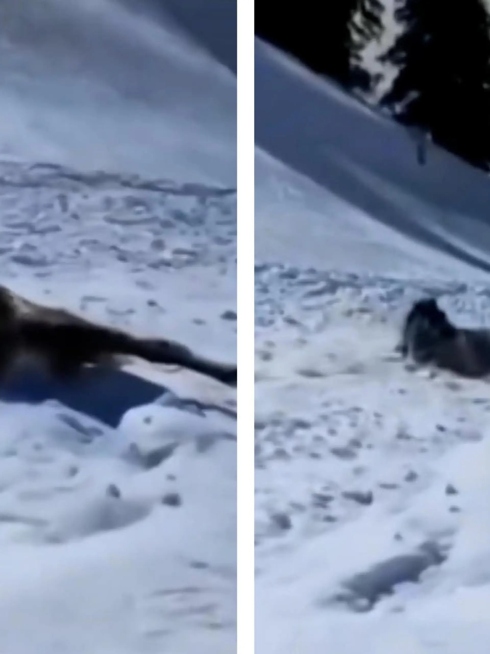 Dieses Pferd war mit seinem Besitzer in den Bergen von Kaschmir in Indien unterwegs. In dem verschneitem Gebiert löst sich plötzlich eine Mini-Lawine. Pferd und Besitzer werden von den Schneemassen mitgerissen. Wie das Drama ausgeht, seht ihr im Video.
