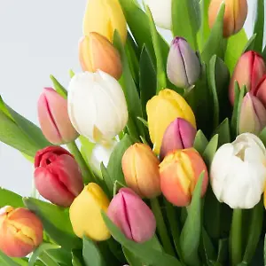 Bunter Tulpen-Mix 30 Stiele