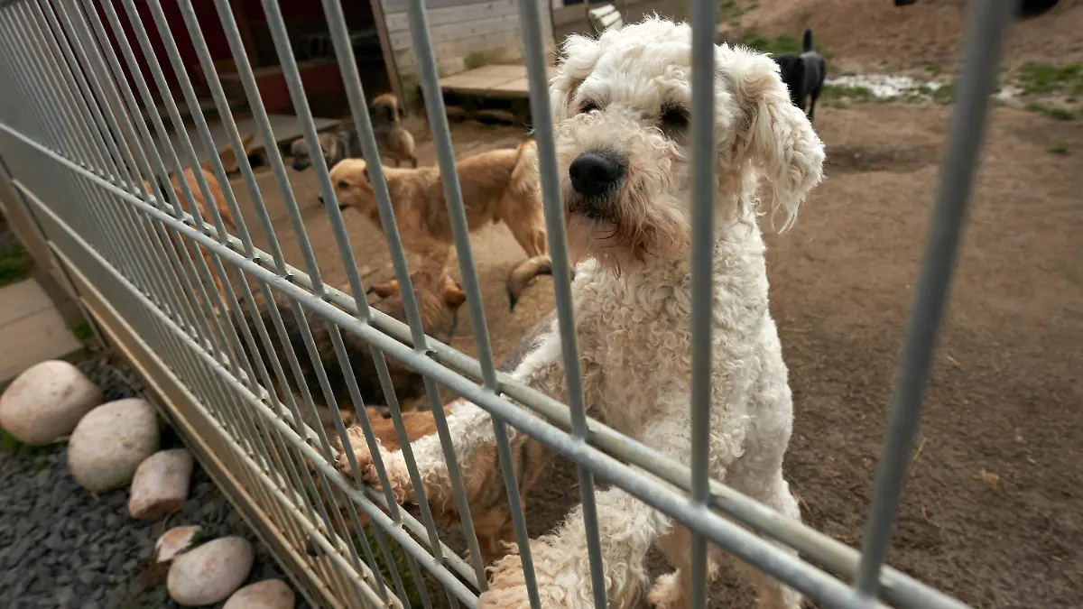 26.02.2020, Rheinland-Pfalz, Koblenz: Hunde schauen aus ihrem Gehege im Tierheim. Für die Versorgung von Fundtieren sind gesetzlich die Kommunen und Gemeinden zuständig, die Kosten für deren Versorgung erstatten sie Tierheimen aber häufig nur unzureichend. Foto: Thomas Frey/dpa +++ dpa-Bildfunk +++