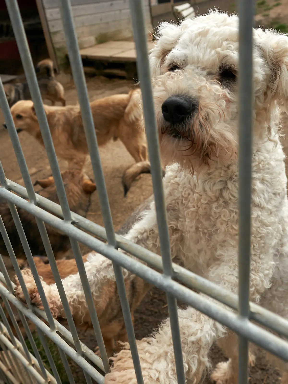 26.02.2020, Rheinland-Pfalz, Koblenz: Hunde schauen aus ihrem Gehege im Tierheim. Für die Versorgung von Fundtieren sind gesetzlich die Kommunen und Gemeinden zuständig, die Kosten für deren Versorgung erstatten sie Tierheimen aber häufig nur unzureichend. Foto: Thomas Frey/dpa +++ dpa-Bildfunk +++