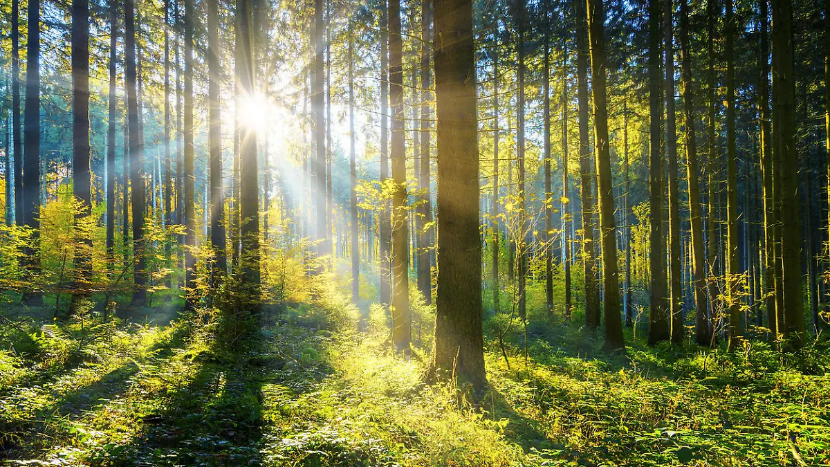 In Zeiten von Coronavirus und Klimawandel erobert der Wald seine Bedeutung im Leben der Menschen zurück