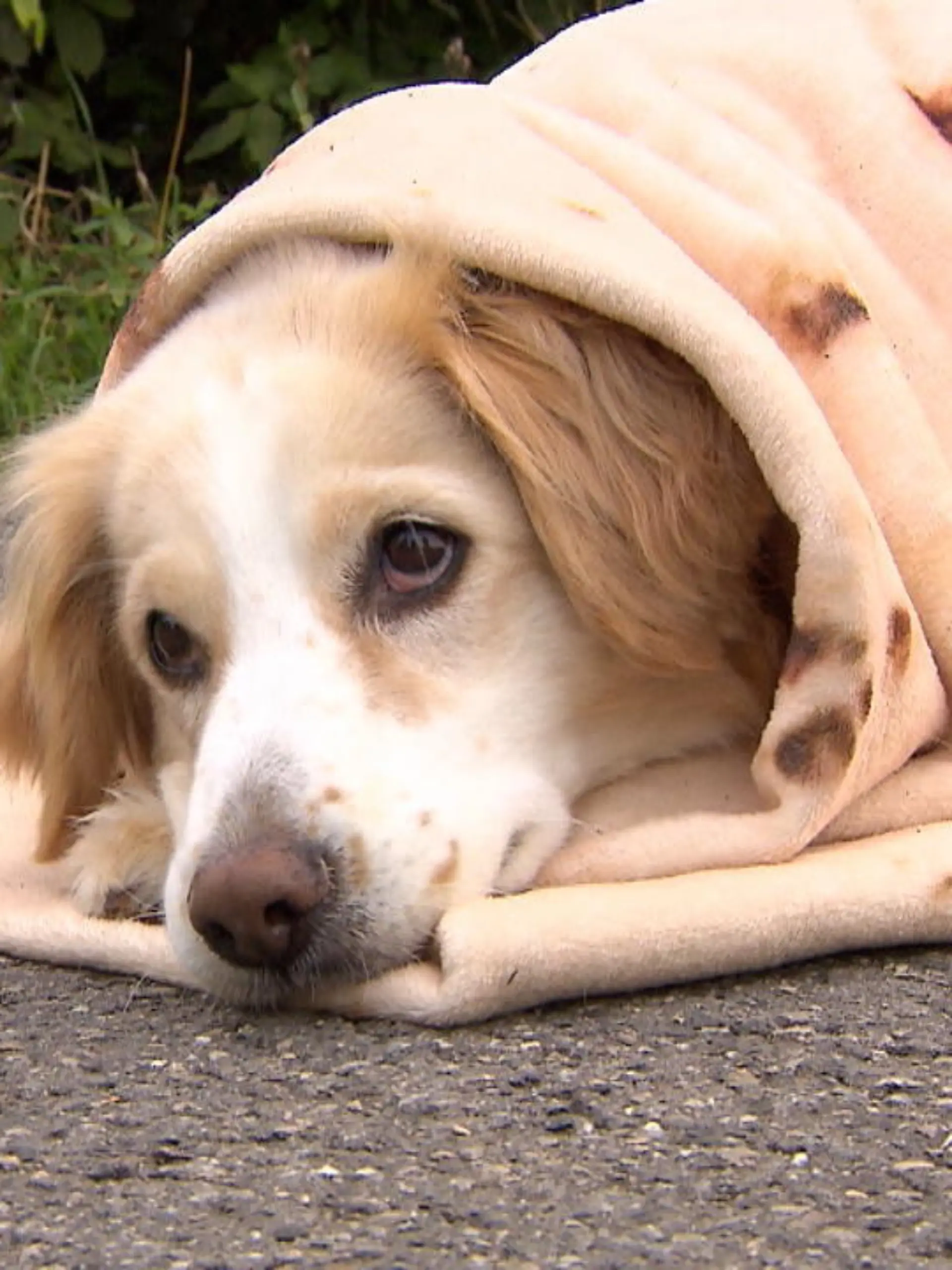 Bild zu: "Hunde-Stars erobern Social Media"