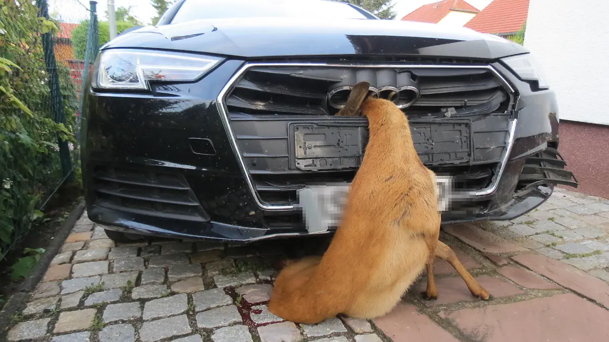 Eine Frau stieß mit einem Reh zusammen und fuhr - mit ihm im Kühlergrill - nach Hause.