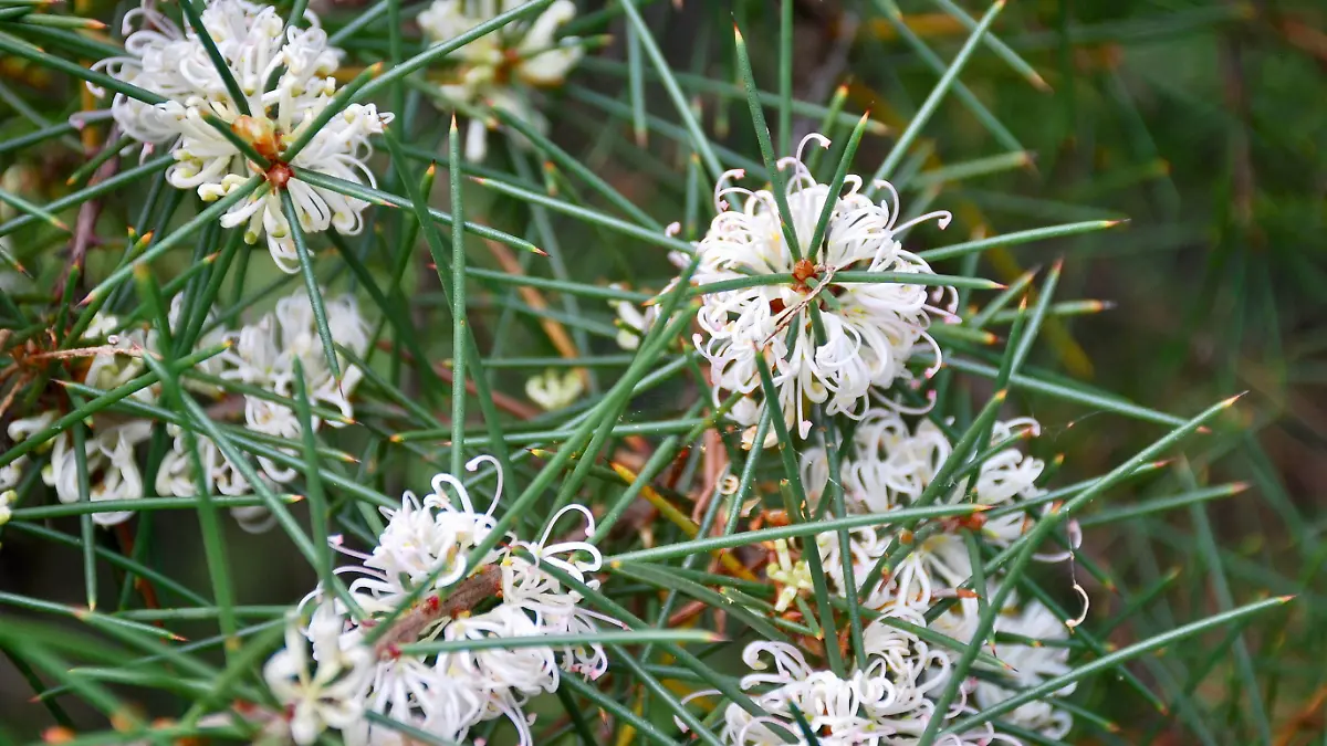 Teebaumöl wird aus den Blättern und Zweigspitzen des Teebaumes „Melaleuca alternifolia“ gewonnen.