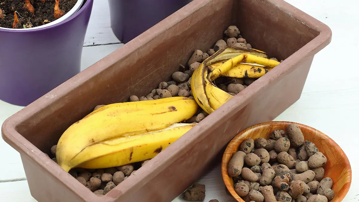 Perfekter Dünger für Pflanzen: Bananenschale