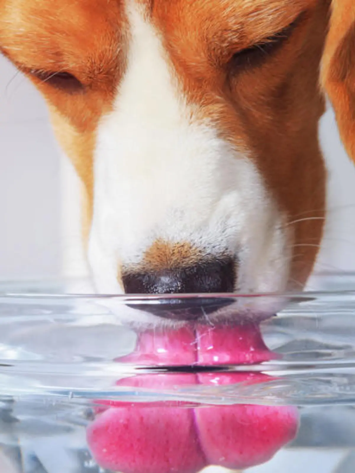 Der Hund hat immer Durst