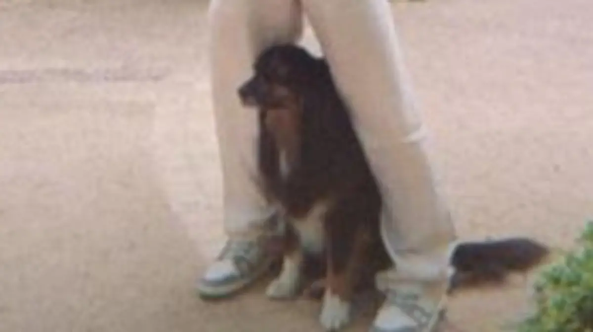 Mick Schumacher mit Hund und Frau auf Ibiza