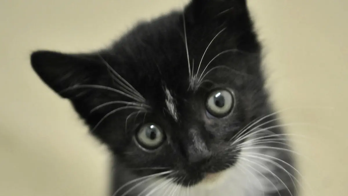 ARCHIV - Die zwei Monate alte Katze Delayla sitzt am 27.06.2008 in Mainz im Katzenzimmer des Tierheims. Während die einen entspannt ihren Sommerurlaub genießen, müssen die anderen schuften: Tierheime und -pensionen haben in den großen Ferien immer besonders viel zu tun. Foto: Fredrik von Erichsen dpa/lrs (zu dpa-Umfrage vom 16.07.2011)  +++(c) dpa - Bildfunk+++
