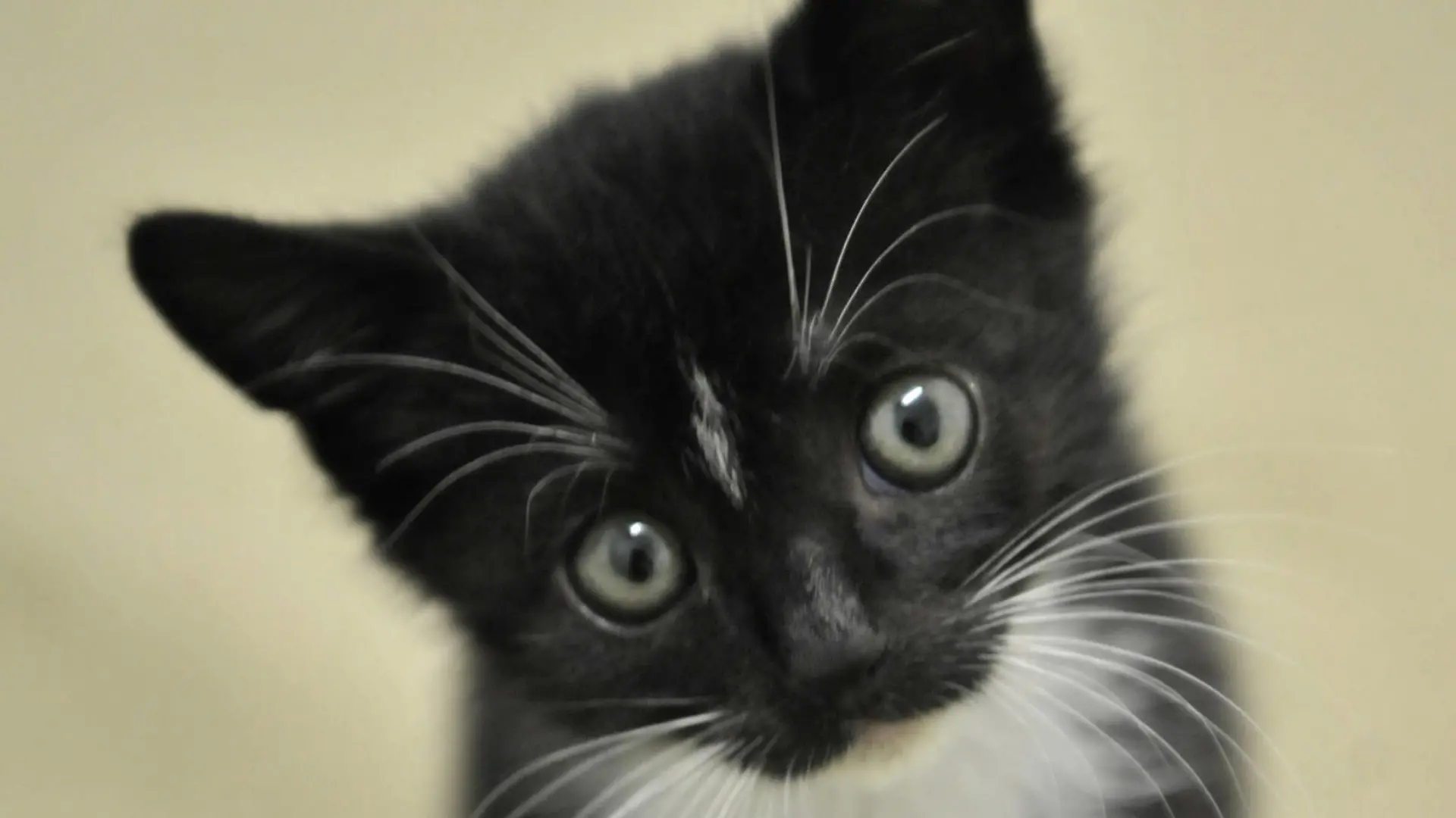 ARCHIV - Die zwei Monate alte Katze Delayla sitzt am 27.06.2008 in Mainz im Katzenzimmer des Tierheims. Während die einen entspannt ihren Sommerurlaub genießen, müssen die anderen schuften: Tierheime und -pensionen haben in den großen Ferien immer besonders viel zu tun. Foto: Fredrik von Erichsen dpa/lrs (zu dpa-Umfrage vom 16.07.2011) +++(c) dpa - Bildfunk+++