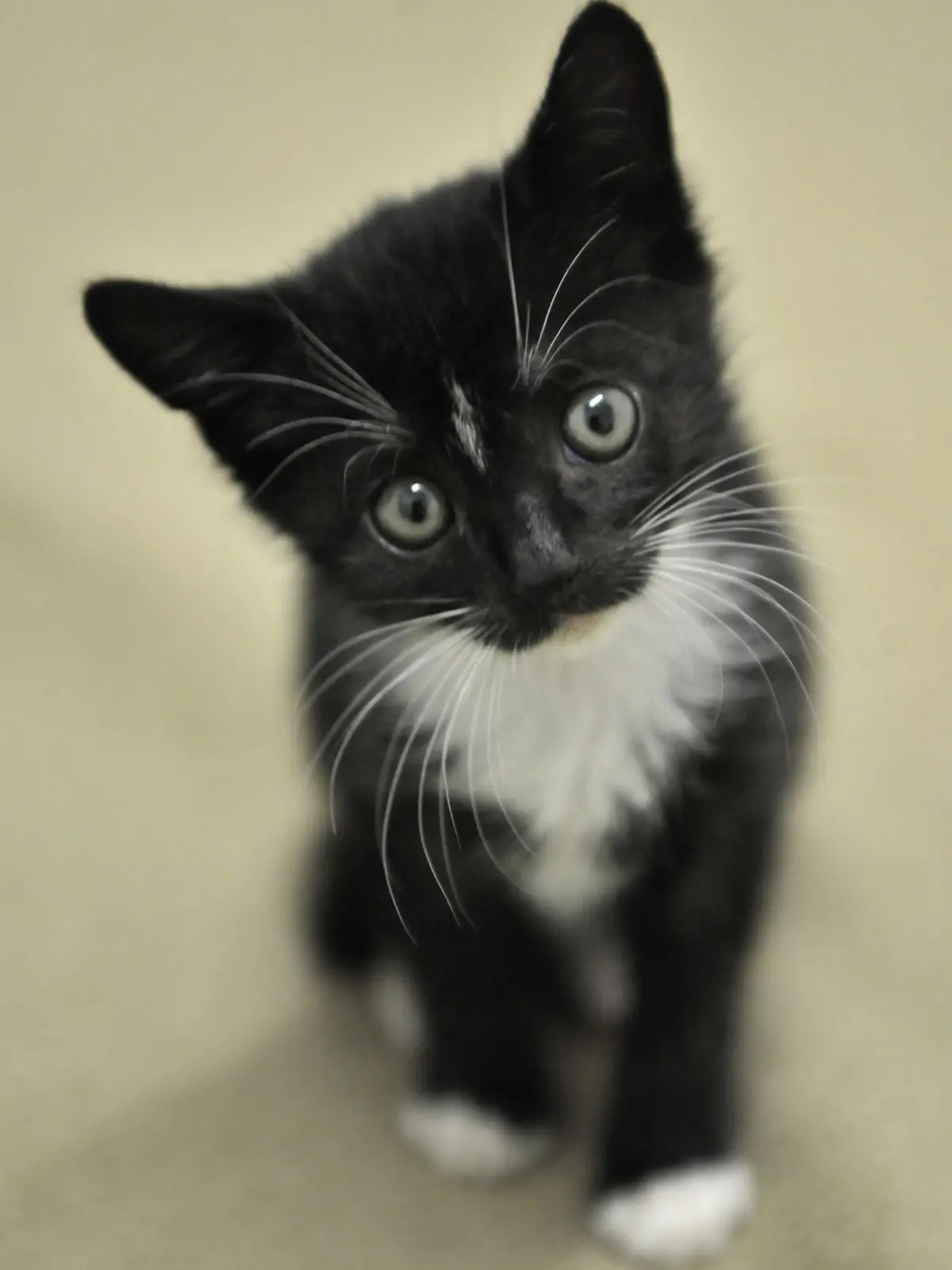 ARCHIV - Die zwei Monate alte Katze Delayla sitzt am 27.06.2008 in Mainz im Katzenzimmer des Tierheims. Während die einen entspannt ihren Sommerurlaub genießen, müssen die anderen schuften: Tierheime und -pensionen haben in den großen Ferien immer besonders viel zu tun. Foto: Fredrik von Erichsen dpa/lrs (zu dpa-Umfrage vom 16.07.2011)  +++(c) dpa - Bildfunk+++
