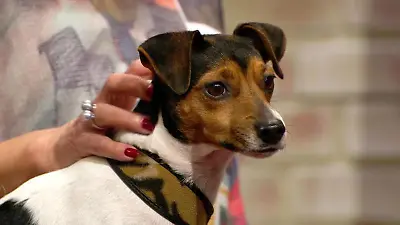 Viel Liebe für alle Tiere gibt's in "Wir lieben Tiere - Die Haustiershow"