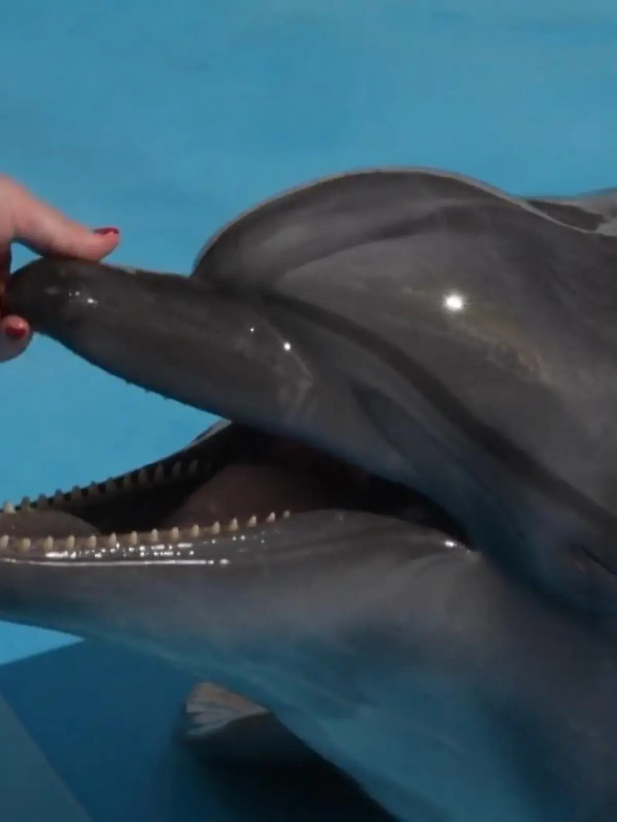 Die Sitze in der Arena sind leer – und das immer öfter. Nur noch wenige Menschen schauen sich die Shows der Tiere im Aquarium in Charkiw an. Die meisten sind mit dem Krieg beschäftigt. Trotzdem bleiben die drei Delfine und zwei Belugas. Sie können nicht evakuiert werden. Die Belugas sind zu groß, der jüngste Delfin sechs Monate alt – er muss alle 15 Minuten gefüttert werden.
Die Invasion geht auch an ihnen nicht spurlos vorbei. Nein, sie gewöhnen sich sogar an die Einschläge, an die Explosionen, sagen ihre Pfleger: „Wenn die Delfine laute Geräusche hören, tauchen sie so tief wie sie können, das ist ein sicherer Ort für sie. Am Anfang des Krieges war es stressig, dann haben wir es geschafft, uns mehr und mehr anzupassen. Mittlerweile können sie ruhig reagieren, genau wie viele Menschen, so scheint es mir, sie können sich an alles anpassen. Allerdings spüren sie die Geräusche stärker als wir, und wenn wir sehen, dass die Delfine tief tauchen, wissen wir, dass es eine Explosion geben wird. Sie können es vor uns hören.“
Nur 15 der 130 Angestellten des Aquariums halten noch die Stellung. Einige sind hier eingezogen, weil ihre Häuser in Trümmern liegen. 
Sie alle hoffen auf einen Sieg der Ukraine – auch damit die Tiere wieder ein normales Leben führen können.