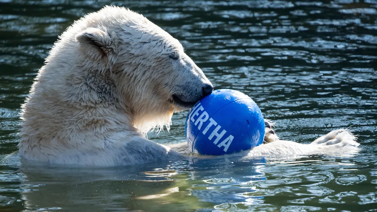 02.04.2019, Berlin: Mutter Tonja spielt mit einem Ball, auf dem "Hertha" steht, im Wasserbecken des Freigeheges im Tierpark Berlin. Ihr kleines Eisbär-Mädchen ist am 1. Dezember 2018 zur Welt gekommen und wurde am 2. April auf den Namen Hertha getauft. Mehr als 5300 Namens-Vorschläge haben den Tierpark Berlin in den vergangenen Monaten erreicht. Foto: Bernd von Jutrczenka/dpa