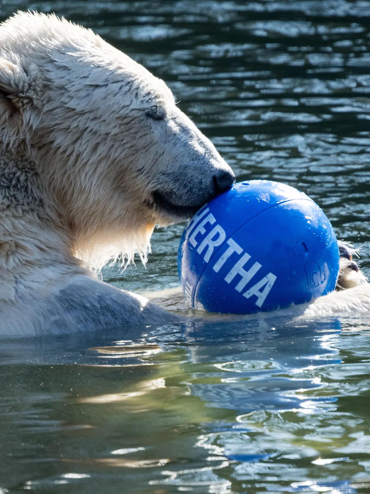 02.04.2019, Berlin: Mutter Tonja spielt mit einem Ball, auf dem "Hertha" steht, im Wasserbecken des Freigeheges im Tierpark Berlin. Ihr kleines Eisbär-Mädchen ist am 1. Dezember 2018 zur Welt gekommen und wurde am 2. April auf den Namen Hertha getauft. Mehr als 5300 Namens-Vorschläge haben den Tierpark Berlin in den vergangenen Monaten erreicht. Foto: Bernd von Jutrczenka/dpa
