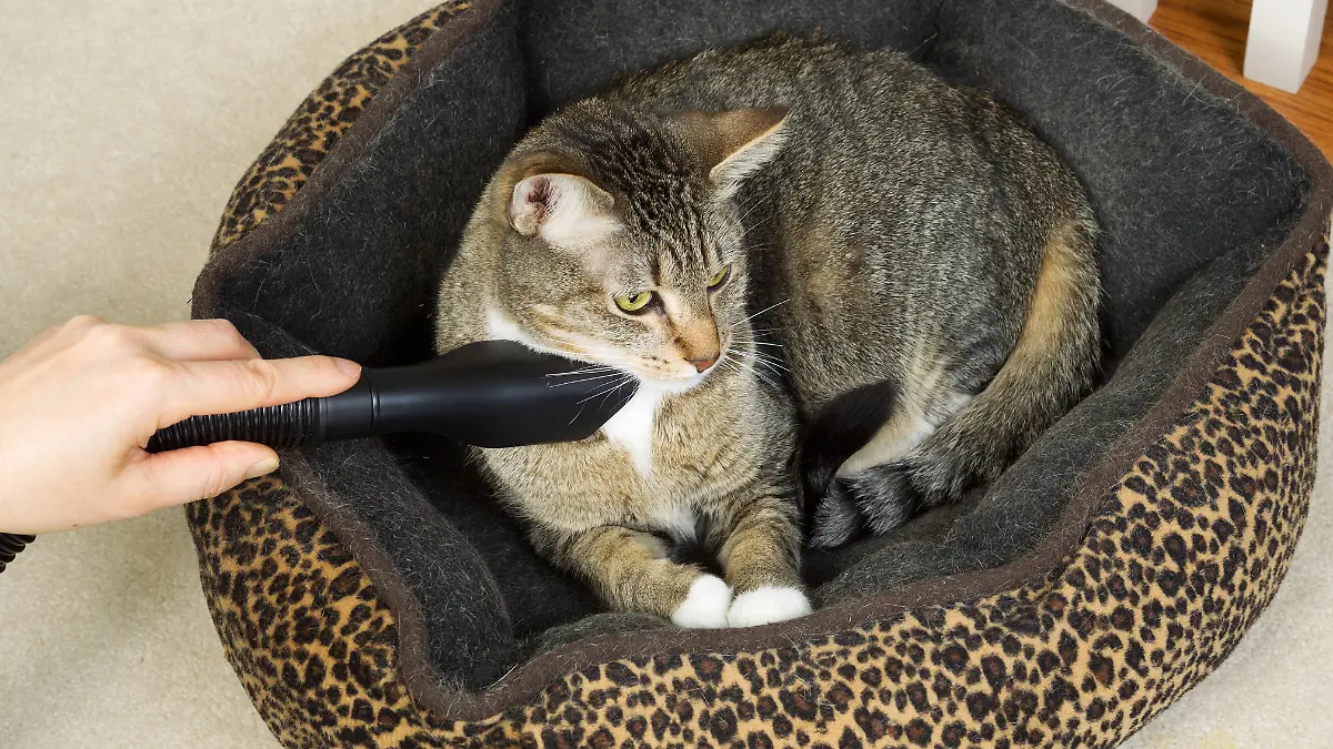 "Grooming"-Bürsten pflegen das Fell ihres Lieblings.