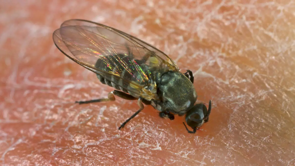 Kriebelmuecke, Kriebel-Muecke, Simulium (Simulium spec.), beim Stechen in menschliche Haut, Deutschland | black fly, blandford fly, buffalo gnat, turkey gnat, white socks (Simulium spec.), stinging in human skin , Germany