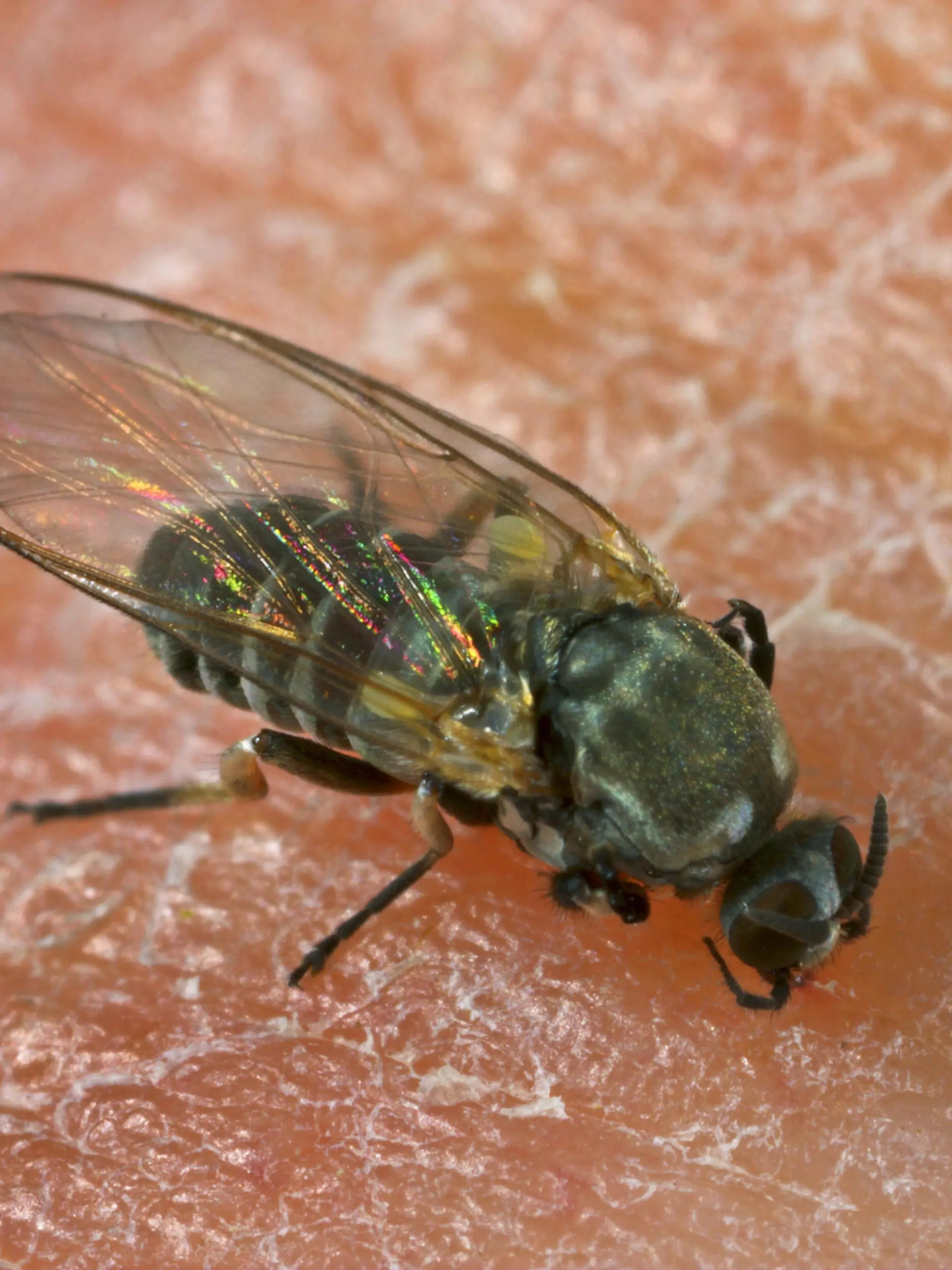 Kriebelmuecke, Kriebel-Muecke, Simulium (Simulium spec.), beim Stechen in menschliche Haut, Deutschland | black fly, blandford fly, buffalo gnat, turkey gnat, white socks (Simulium spec.), stinging in human skin , Germany