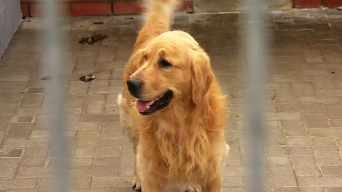 tiergeschichten3 Golden Retriever Charly