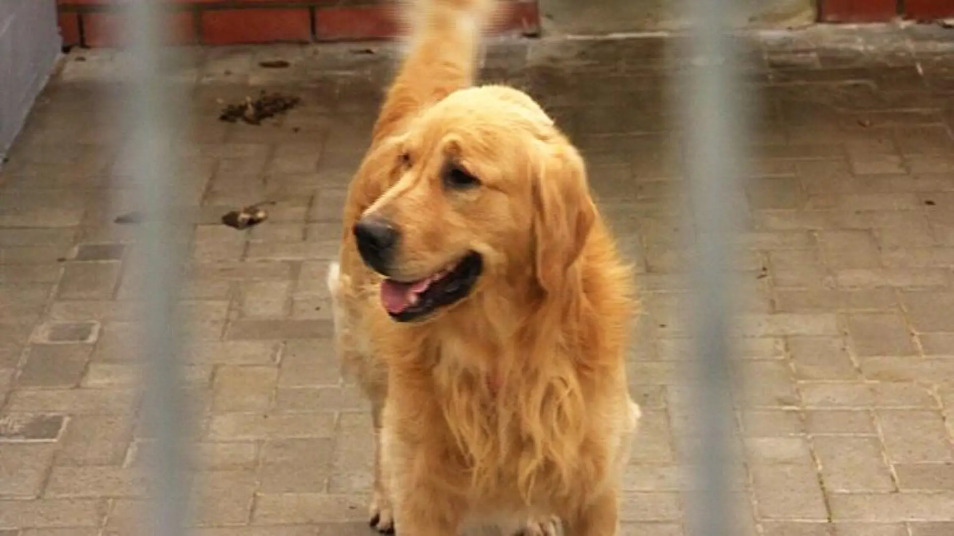 tiergeschichten3 Golden Retriever Charly