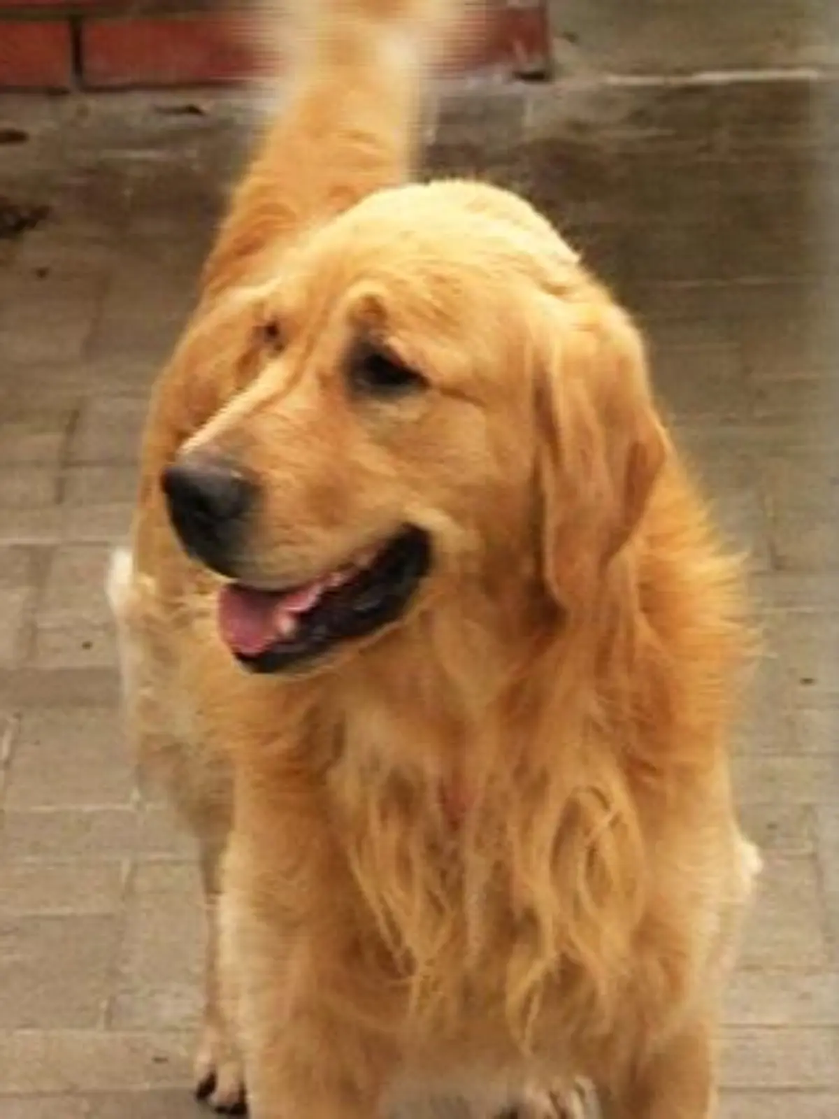 tiergeschichten3 Golden Retriever Charly