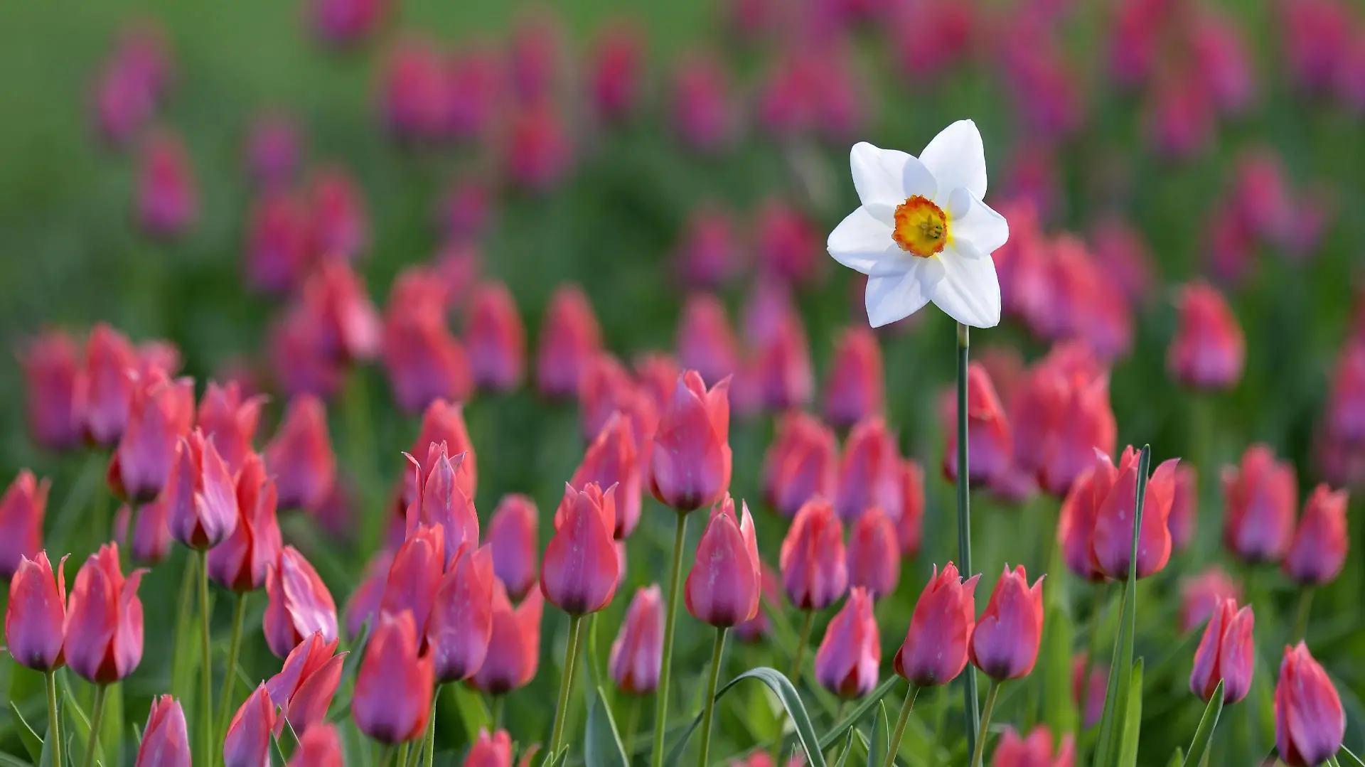 Pfingst-Narzisse (Narcissus poeticus recurvus) im Tulpenbeet zwischen Tulpen (Tulipa) , Nordrhein-Westfalen, Deutschland, Europa *** Pentecost narcissus Narcissus poeticus recurvus in tulip bed between tulips Tulipa North Rhine Westphalia Germany Europe Copyright: imageBROKER/Frederik ibxrba04624068.jpg Bitte beachten Sie die gesetzlichen Bestimmungen des deutschen Urheberrechtes hinsichtlich der Namensnennung des Fotografen im direkten Umfeld der Veröffentlichung!
