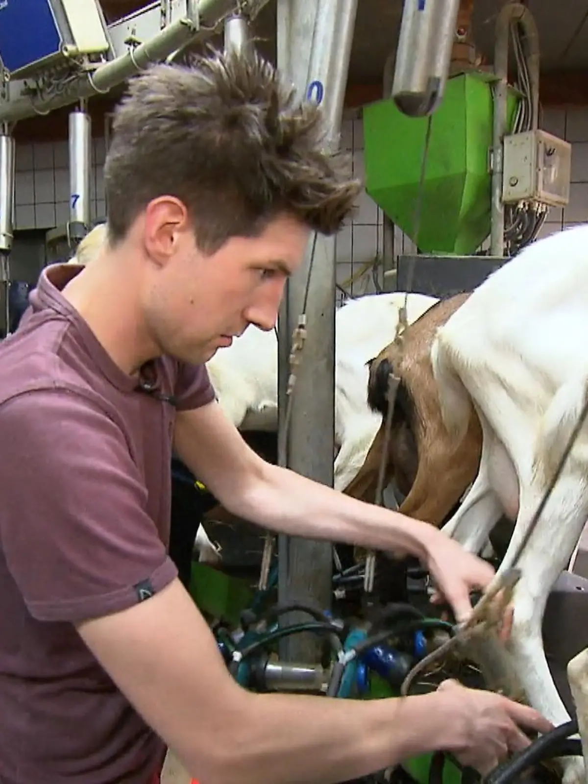 Bild zu: "Ziegenkäserei aus Grefrath"