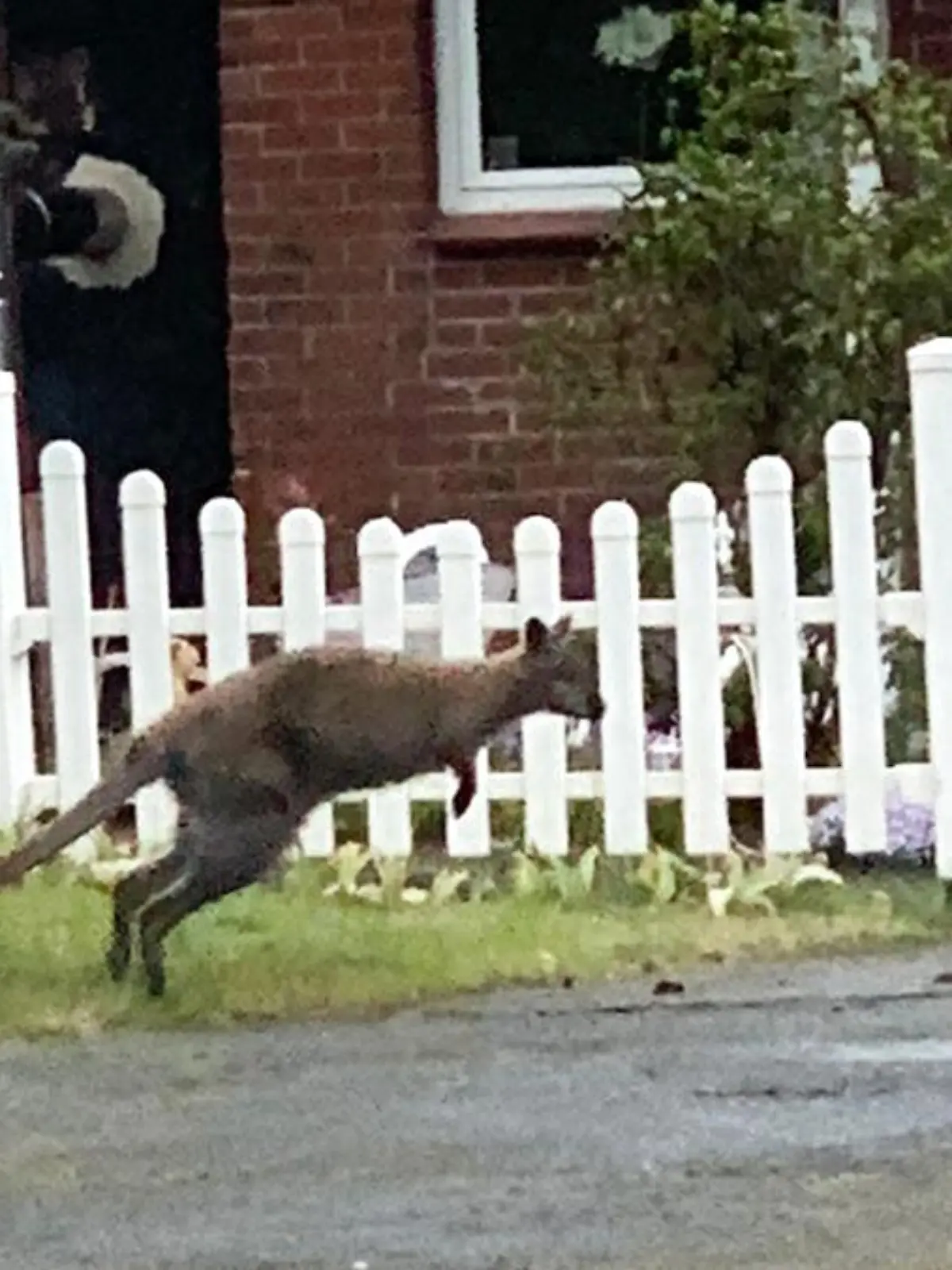 HANDOUT - 10.05.2021, Niedersachsen, Lauenbrück: Ein Känguru wurde in Lauenbrück (Kreis Rotenburg) gesichtet. Die Polizei fragt sich nun, wo das Beuteltier ausgebüxt sein könnte. (zu dpa «Videobeweis: Känguru hüpft durch Lauenbrück» - ACHTUNG: Bestmögliche Qualität) Foto: -/Polizeiinspektion Rotenburg/dpa - ACHTUNG: Nur zur redaktionellen Verwendung im Zusammenhang mit der aktuellen Berichterstattung und nur mit vollständiger Nennung des vorstehenden Credits +++ dpa-Bildfunk +++