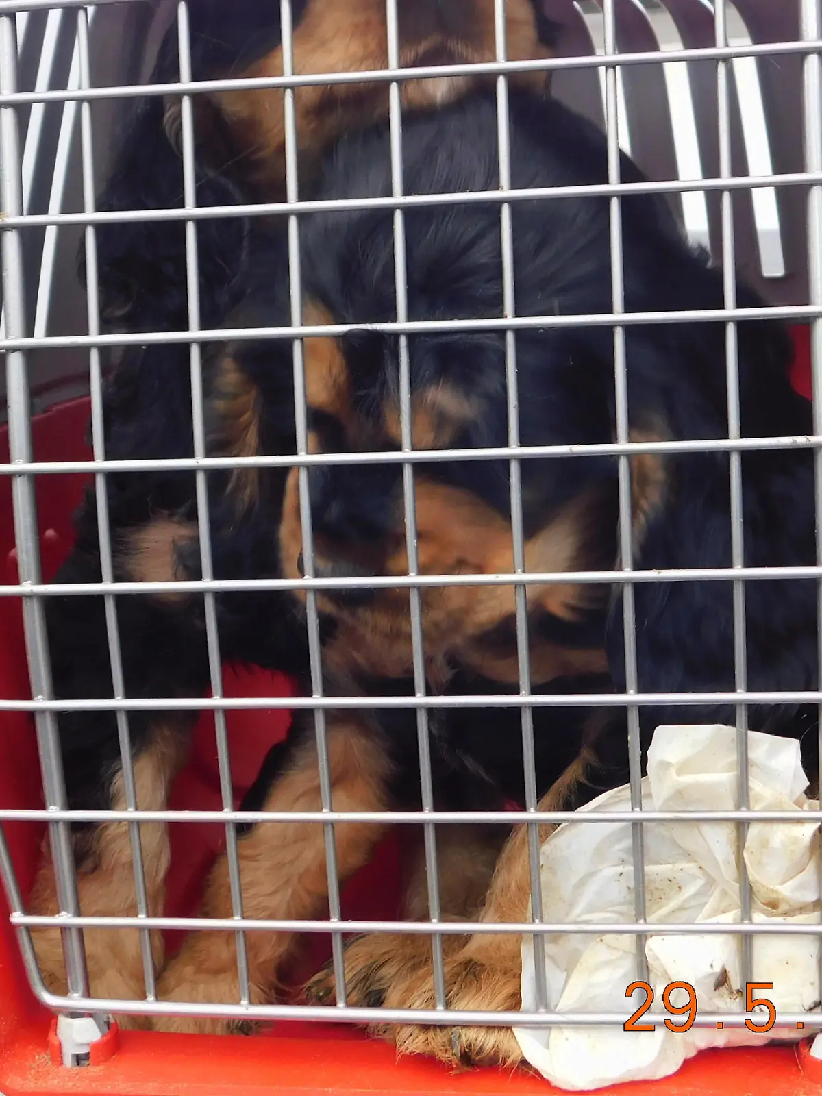 Acht Welpen und eine Katze entdeckte die Autobahnpolizei Hannover auf den verdreckten Ladeflächen von zwei Transportern auf einem Rastplatz der A2.