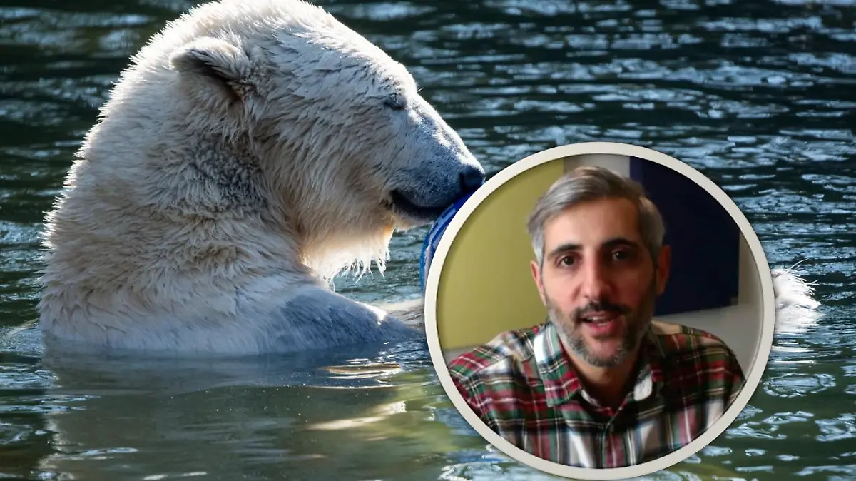 Eisbärin Hertha aus dem Tierpark Berlin war nie in Gefahr. Hinter der Aktion steckt der Journalist Michel Abdollahi.