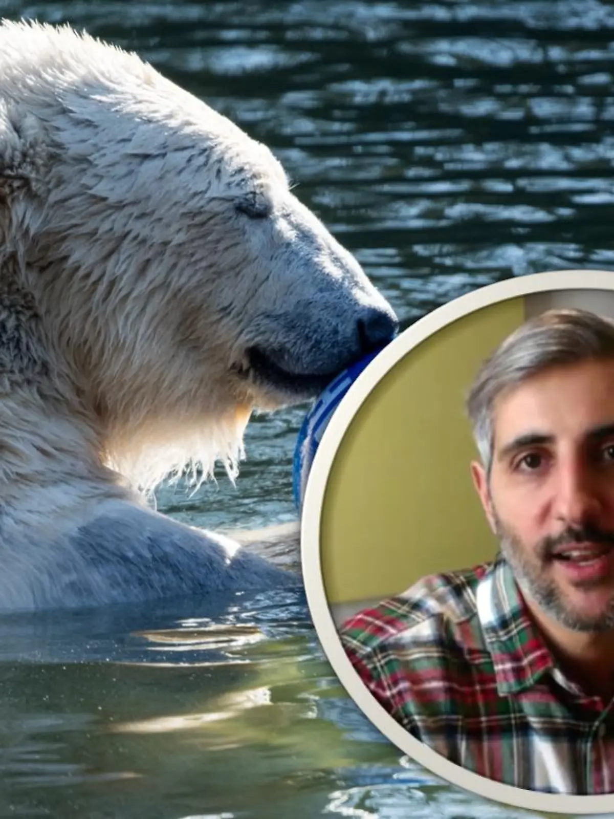 Eisbärin Hertha aus dem Tierpark Berlin war nie in Gefahr. Hinter der Aktion steckt der Journalist Michel Abdollahi.