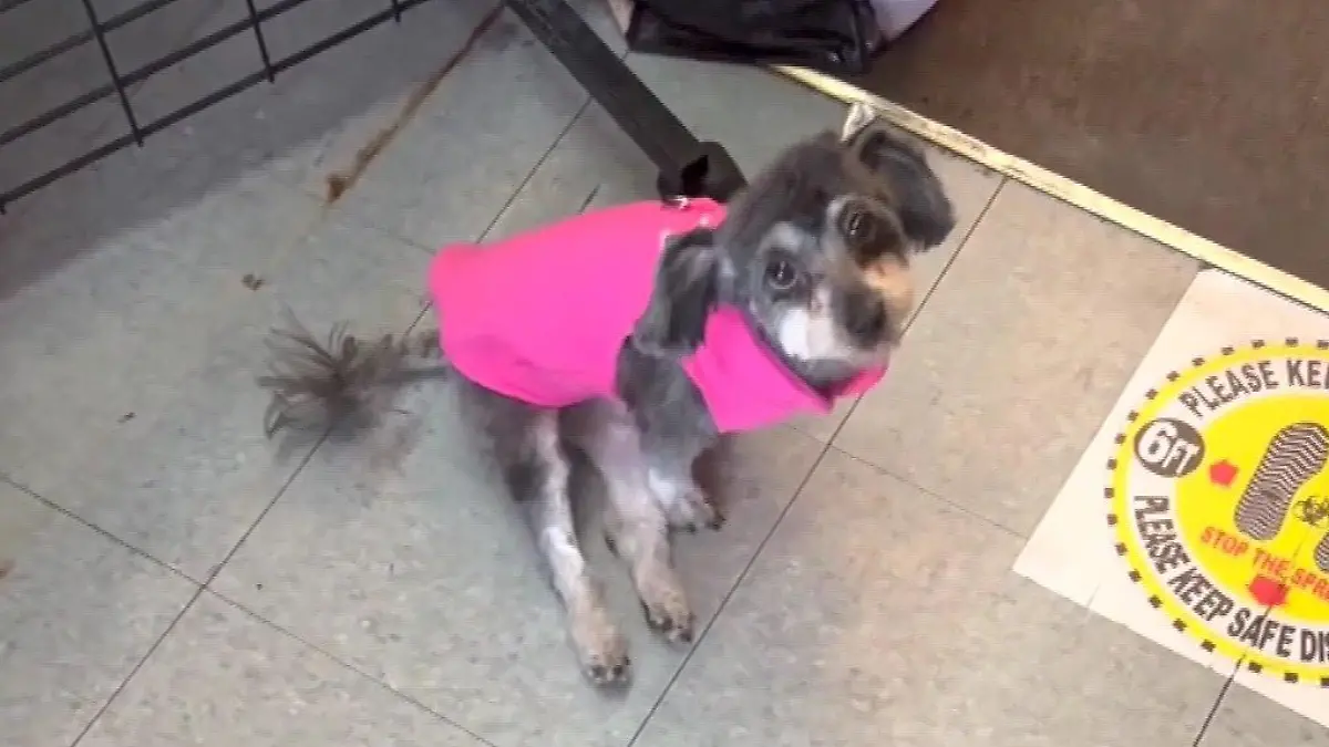 Hund Tuffy