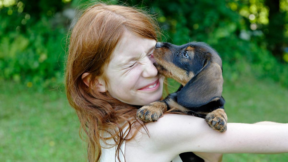 Hund Schleckt Gesicht Ab