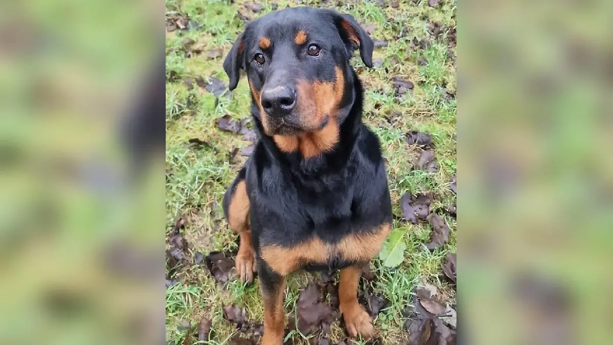Wer könnte Lenjas Hundeblick widerstehen?