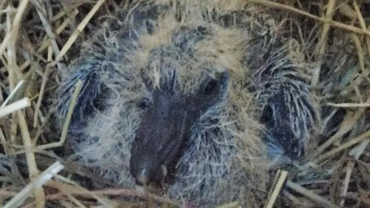 Eine Lübeckerin rettet diesem Täubchen das Leben.