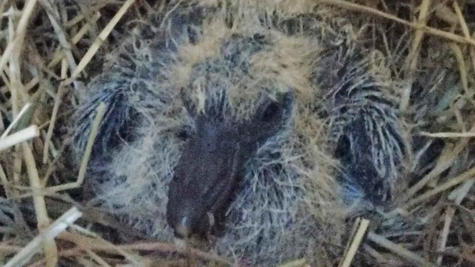 Eine Lübeckerin rettet diesem Täubchen das Leben.