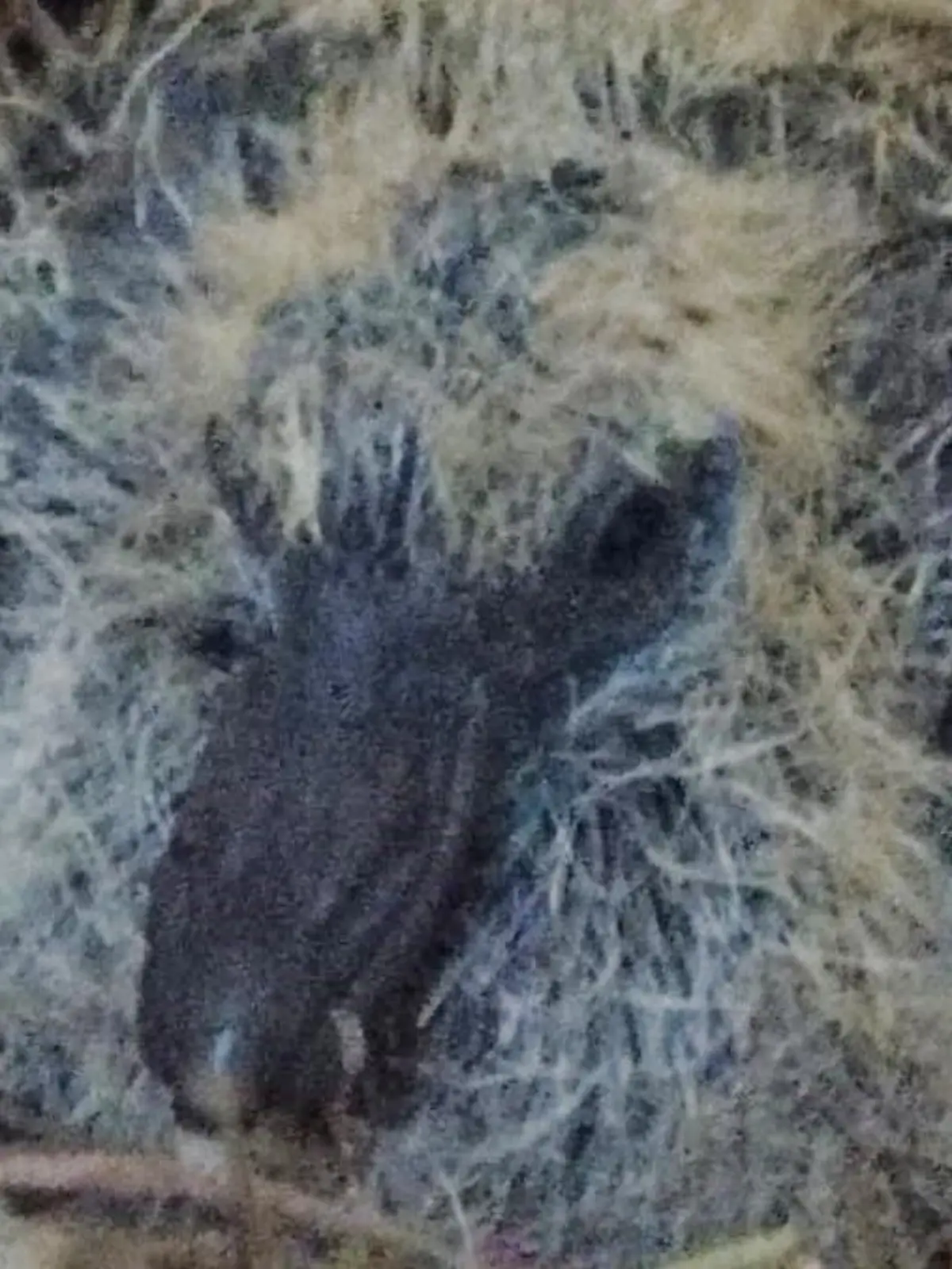 Eine Lübeckerin rettet diesem Täubchen das Leben.