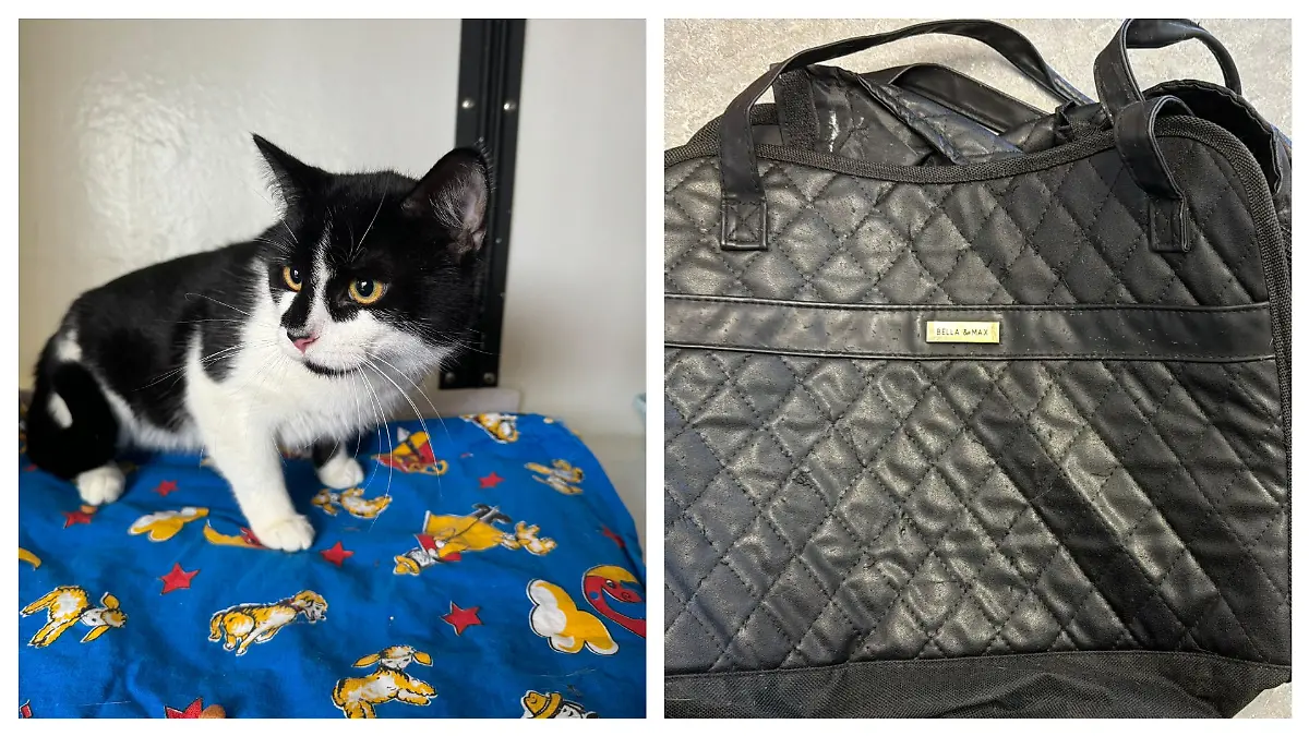 Kater Oskar und die Fundtasche in einer Collage