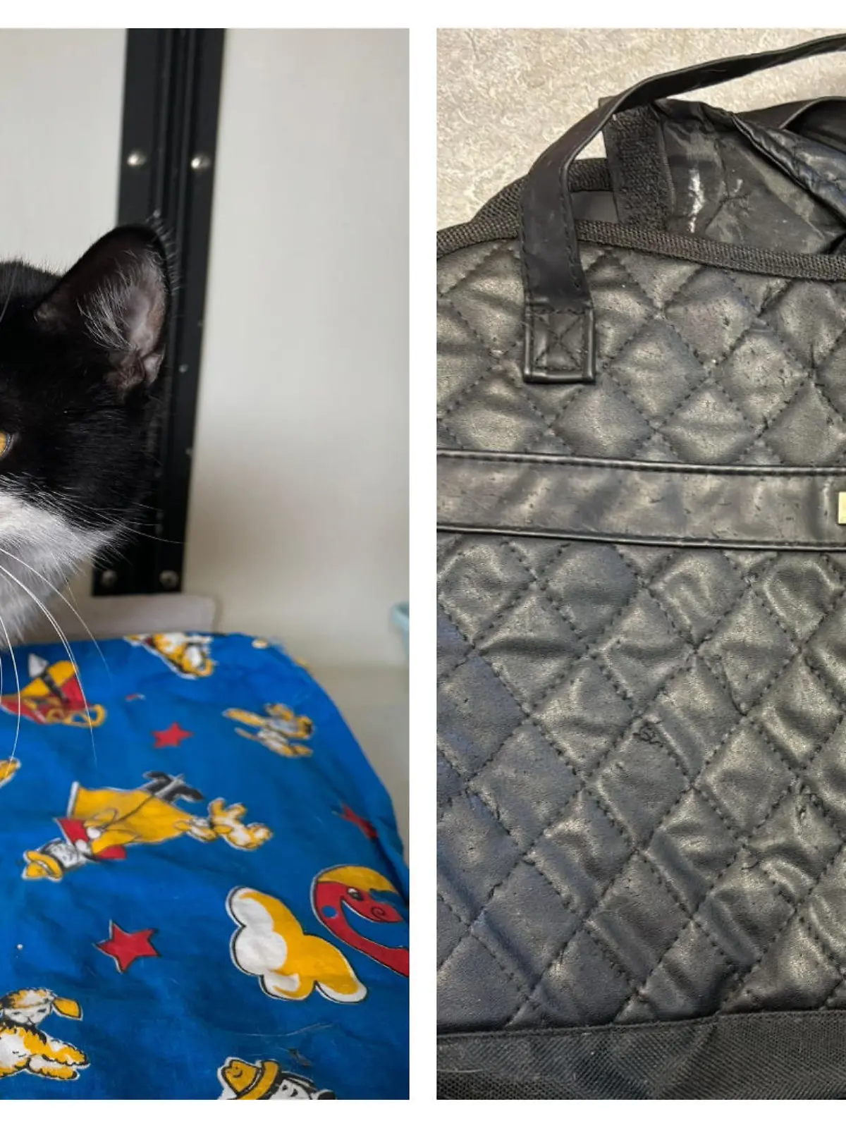 Kater Oskar und die Fundtasche in einer Collage