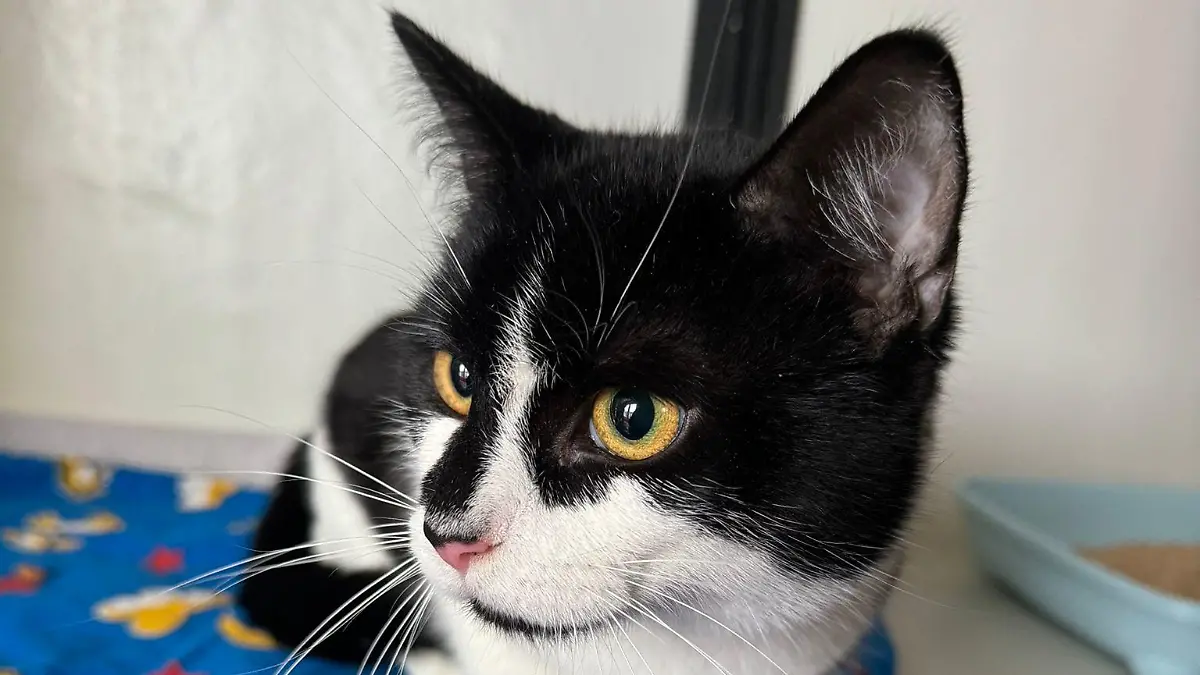 Kater Oskar hat schwarz-weißes Fell